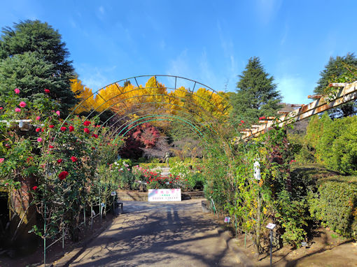 令和7年秋里見公園に咲く秋バラ1