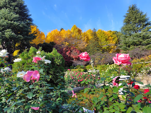 �ߘa�V�N�H���������ɍ炭�H�o���W