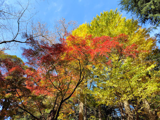 令和7年秋里見公園の紅葉1