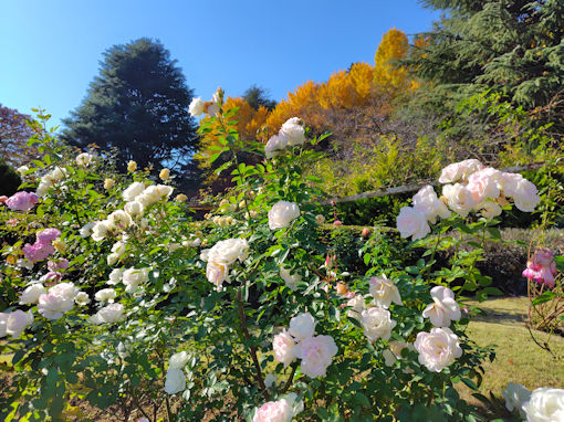令和7年秋里見公園に咲く秋バラ9