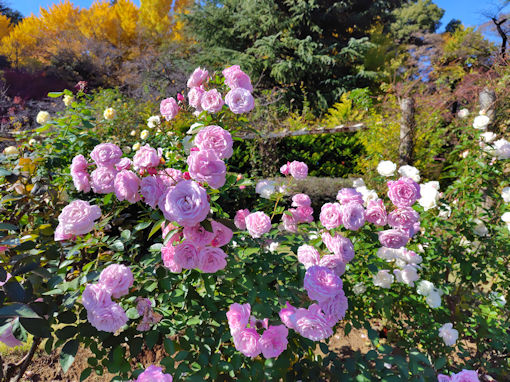 �ߘa�V�N�H���������ɍ炭�H�o���P�O