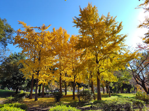 �ߘa�V�N�H������̍g�t�Q