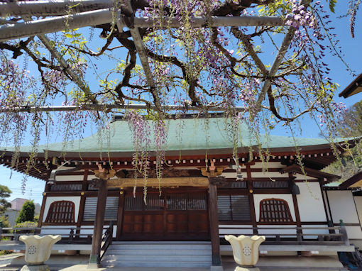 令和８年高円寺の咲き始めた長寿藤