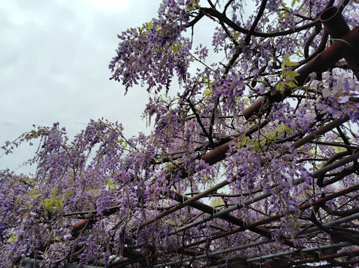 令和８年徳願寺に咲く藤の花２１