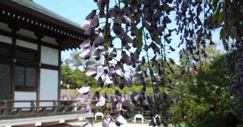 wistarias in Koenji Temple in Miyakubo