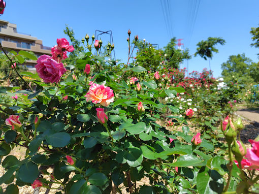 令和8年初夏福栄いこいの広場公園に咲くバラ3