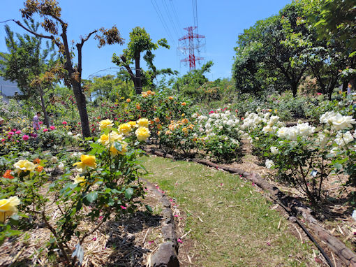 令和8年初夏福栄いこいの広場公園に咲くバラ5