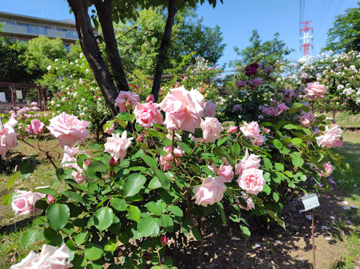 令和8年初夏福栄いこいの広場公園に咲くバラ7