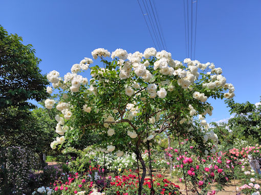 令和8年初夏福栄いこいの広場公園に咲くバラ11