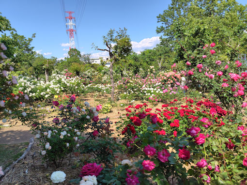 令和8年初夏福栄いこいの広場公園に咲くバラ13