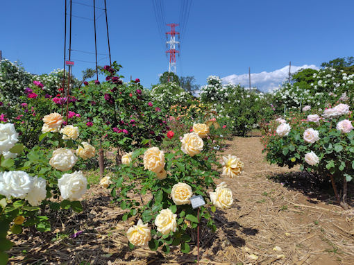 令和8年初夏福栄いこいの広場公園に咲くバラ15