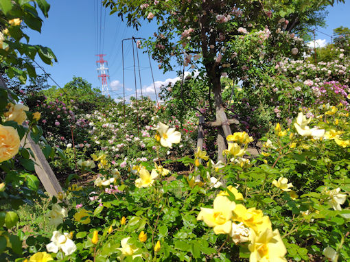 令和8年初夏福栄いこいの広場公園に咲くバラ17