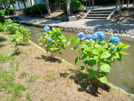 令和３年古川親水公園に咲く紫陽花の花⑥