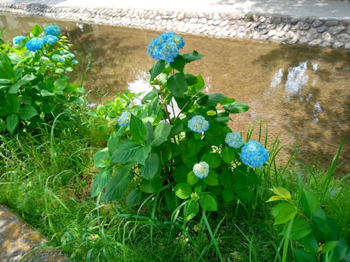 令和６年古川親水公園咲き始めの紫陽花４