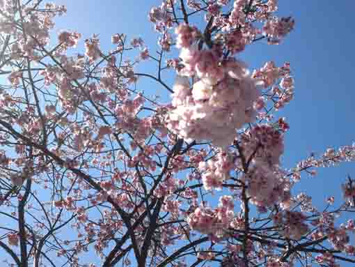full blooming pink Shuzenji Higan in the sky