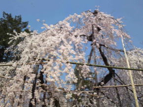 Fushihime Sakura in Guhoji Temple