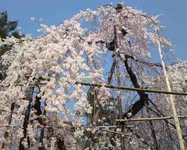 the drooping cherry blossoms at Mama