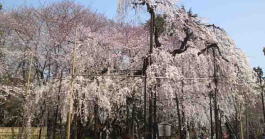 Fushihime Sakura in Guhoji Temple