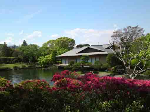 azalea blossoms in Gyosen Park