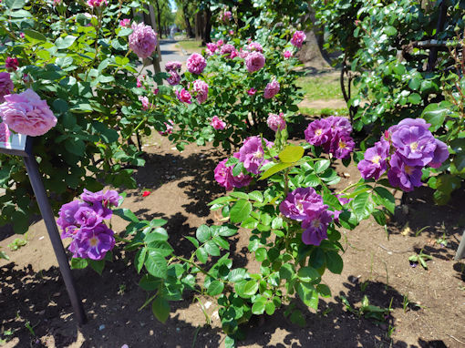 令和8年初夏広尾防災公園に咲くバラの花3