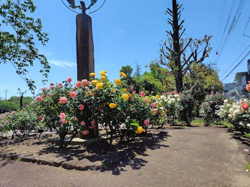 令和8年初夏広尾防災公園に咲くバラの花1