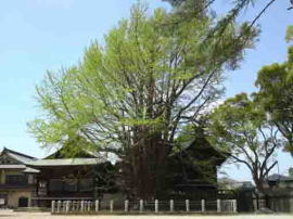 Senbon Icho Gingko Tree