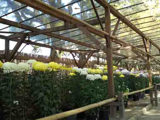 many beautiful chrysanthemums