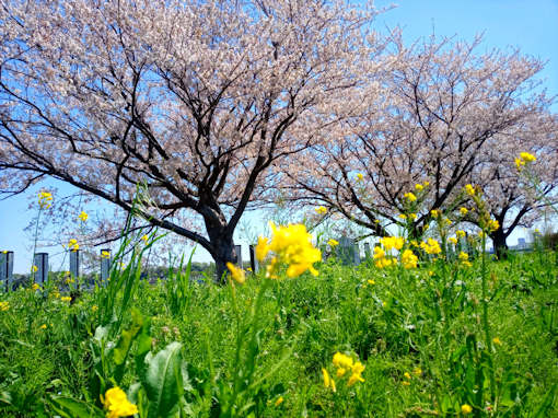 江戸川の春を彩る菜の花絨毯７