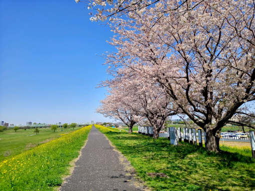 江戸川に咲く菜の花３