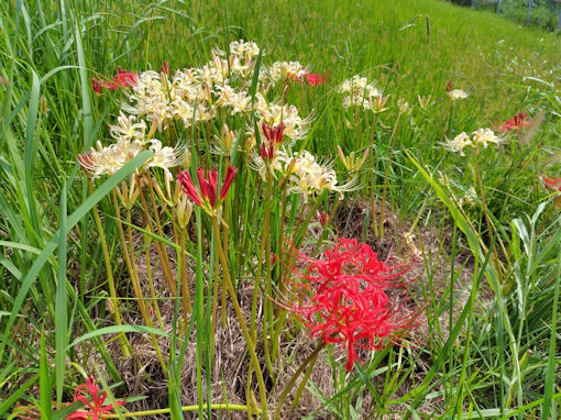 �ߘa�V�N�H�]�ː�͐�~�ɍ炭�q�K���o�i�Q