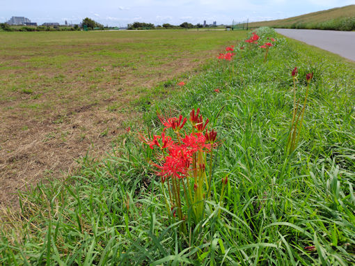 �ߘa�V�N�H�]�ː�͐�~�ɍ炭�q�K���o�i�R