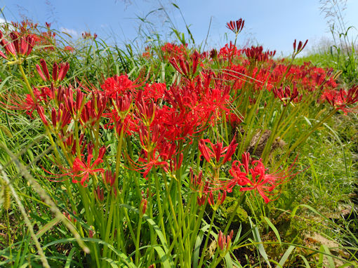 �ߘa�V�N�H�]�ː�͐�~�ɍ炭�q�K���o�i�S