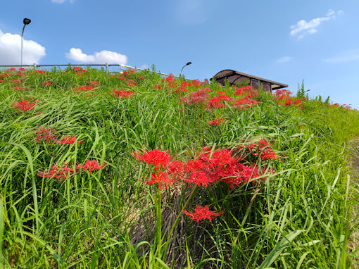 �ߘa�V�N�H�]�ː�͐�~�ɍ炭�q�K���o�i�T