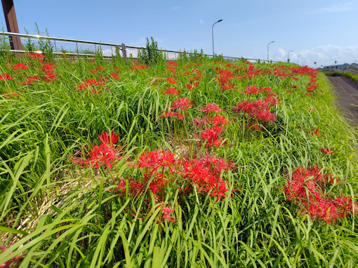 �ߘa�V�N�H�]�ː�͐�~�ɍ炭�q�K���o�i�U