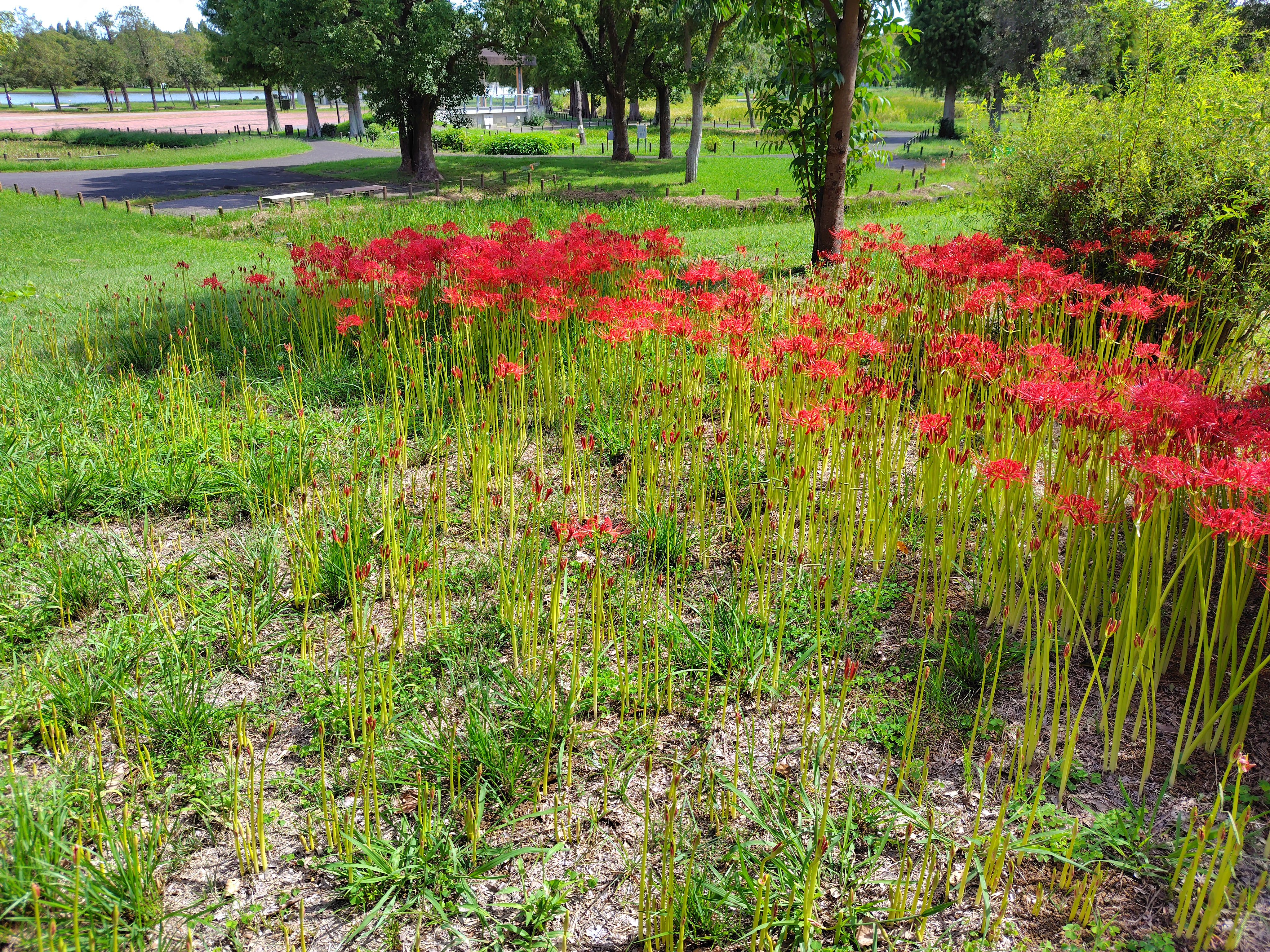 �ߘa�V�N�H���������ɍ炭�q�K���o�i�Q