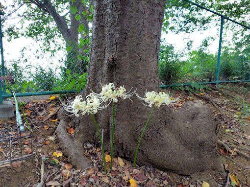 �ߘa�V�N�H�����_�Ђɍ炭�q�K���o�i�S