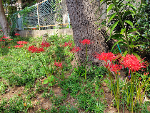 令和7年秋白幡神社に咲くヒガンバナ3