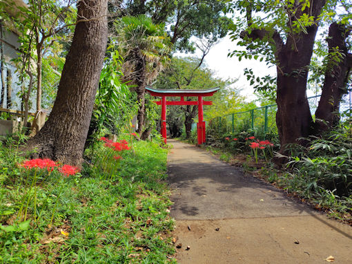 令和7年秋白幡神社に咲くヒガンバナ1