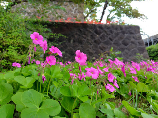 �ߘa�V�N�H�a�����󑠉@�ɍ炭�q�K���o�i�R