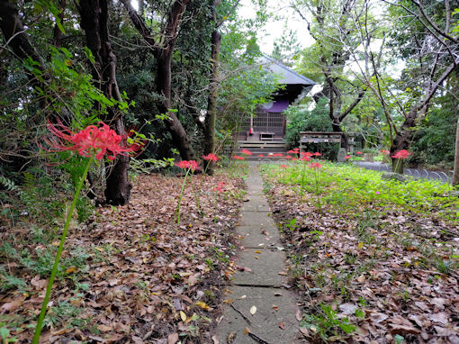 �ߘa�V�N�H�a�����󑠉@�ɍ炭�q�K���o�i�S