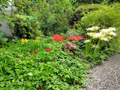 �ߘa�V�N�H�a�����󑠉@�ɍ炭�q�K���o�i�U