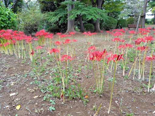 �ߘa�V�N�H�{�a�c�����ɍ炭�q�K���o�i�Q