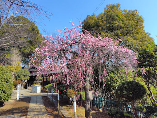 令和８年法華経寺宇賀神堂前のしだれ梅１