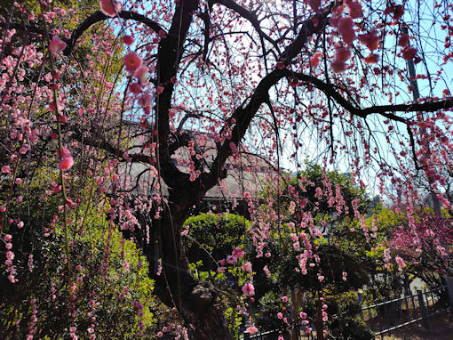 令和８年法華経寺宇賀神堂前のしだれ梅２