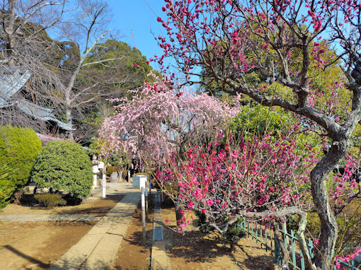 令和８年法華経寺宇賀神堂前のしだれ梅４