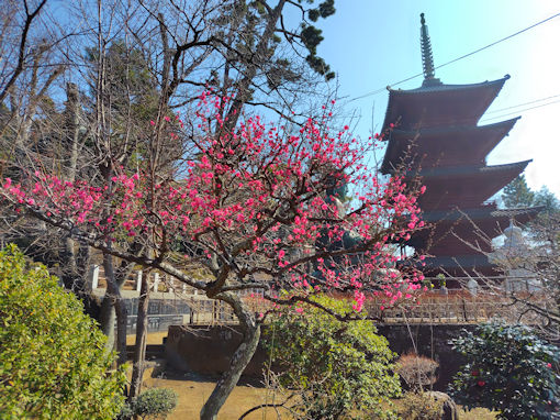 令和８年中山大仏脇の紅梅