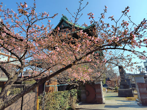 令和８年智泉院三分咲きの河津桜２