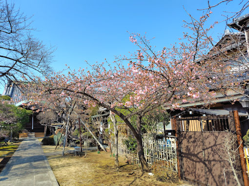 令和８年智泉院三分咲きの河津桜１