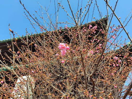令和８年法華経寺仁王門前緋寒桜の開花１