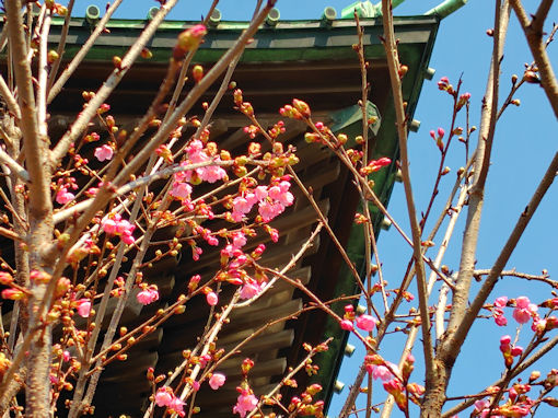 令和８年法華経寺仁王門前緋寒桜の開花２